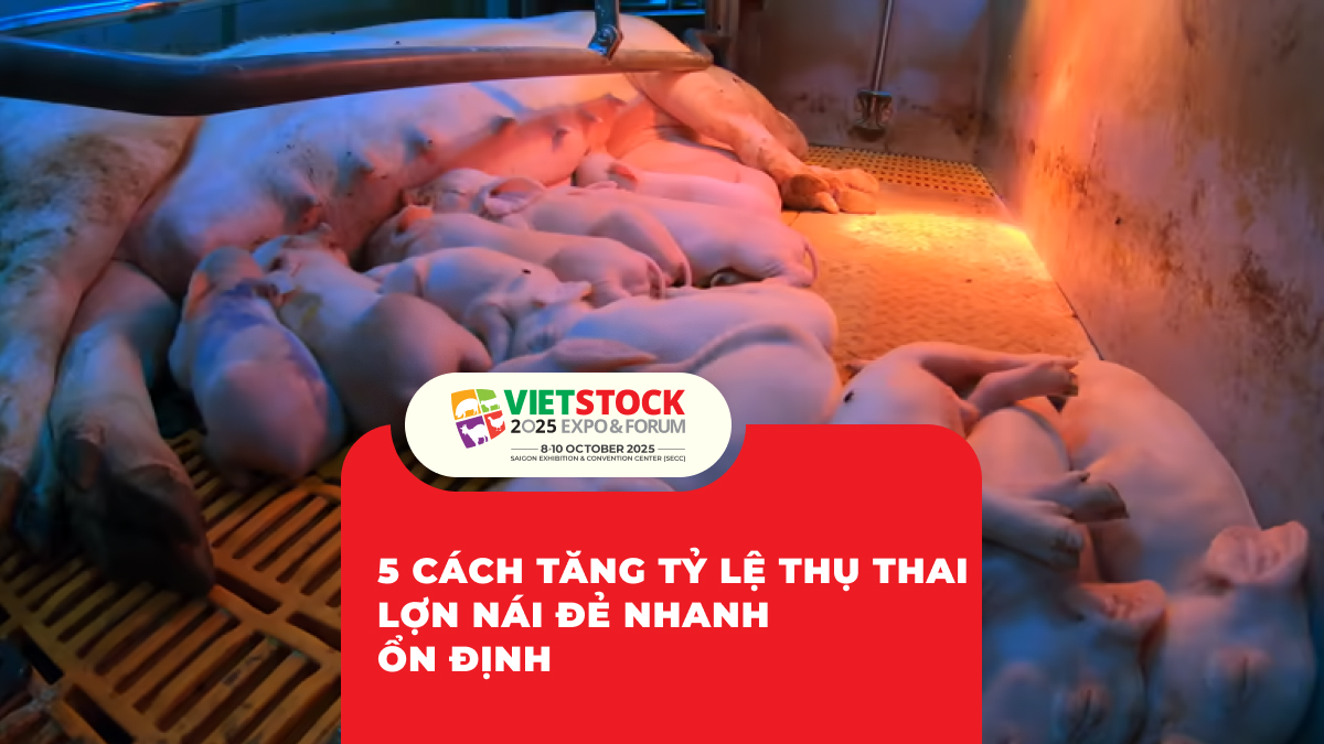 5 Cách Tăng Tỷ Lệ Thụ Thai Lợn nái đẻ nhanh ổn định